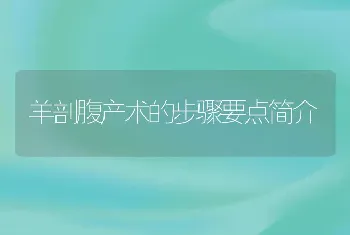 羊剖腹产术的步骤要点简介