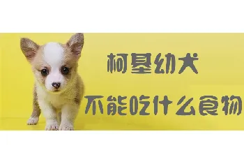 柯基幼犬不能吃什么食物