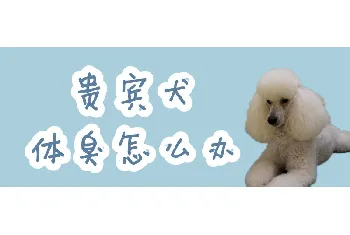 贵宾犬体臭怎么办