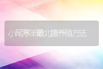 小尾寒羊最北援养殖方法