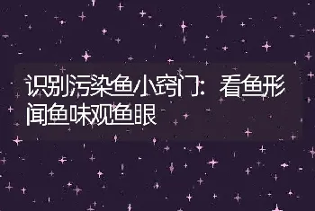 识别污染鱼小窍门:看鱼形闻鱼味观鱼眼