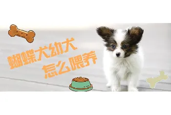 蝴蝶犬幼犬怎么喂养