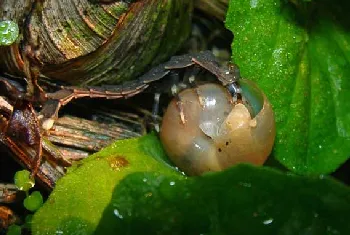 萤火虫养殖技术