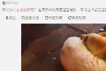 宠物店倒闭上百只猫狗被遗弃救助站...