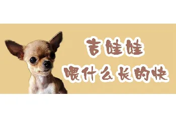 吉娃娃喂什么长的快