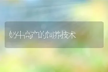 奶牛高产的饲养技术