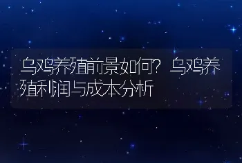 乌鸡养殖前景如何？乌鸡养殖利润与成本分析