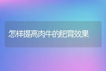 怎样提高肉牛的肥育效果