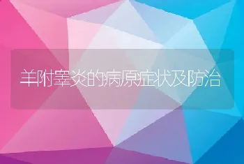 羊附睾炎的病原症状及防治