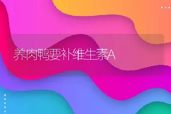 养肉鸭要补维生素A