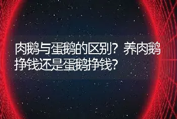 肉鹅与蛋鹅的区别？养肉鹅挣钱还是蛋鹅挣钱？