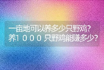 一亩地可以养多少只野鸡？养1000只野鸡能赚多少？