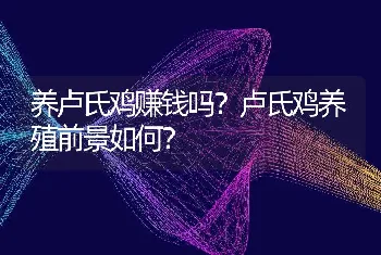 养卢氏鸡赚钱吗？卢氏鸡养殖前景如何？