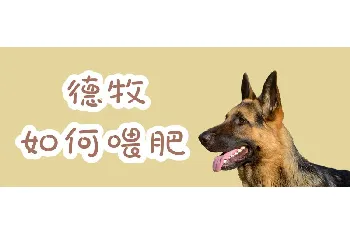 德牧如何喂肥