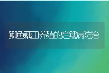 鲫鱼藕田养殖的烂鳃病防治