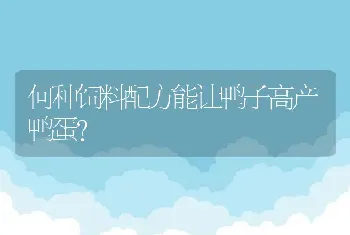 何种饲料配方能让鸭子高产鸭蛋？