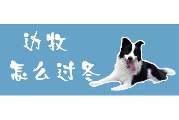 边牧怎么过冬