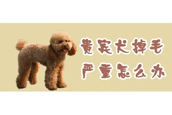 贵宾犬掉毛严重怎么办