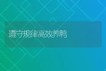 遵守规律高效养鸭