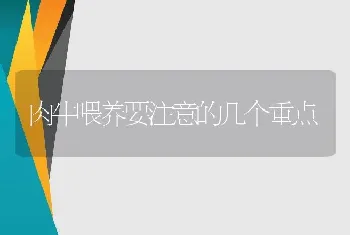 肉牛喂养要注意的几个重点