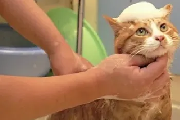 猫咪对水特别恐惧拒绝洗澡怎么办?怎么训练猫不怕水?