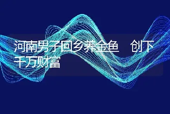 河南男子回乡养金鱼 创下千万财富