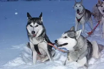 宠物狗哈士奇幼犬的饲养方法