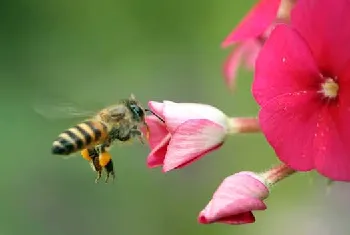 盗蜂的起因和防治