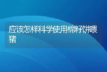 应该怎样科学使用棉籽饼喂猪