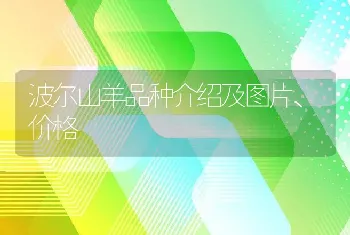 波尔山羊品种介绍及图片、价格