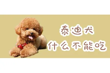 泰迪犬什么不能吃