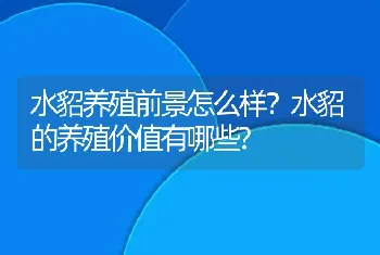 水貂养殖前景怎么样？水貂的养殖价值有哪些?