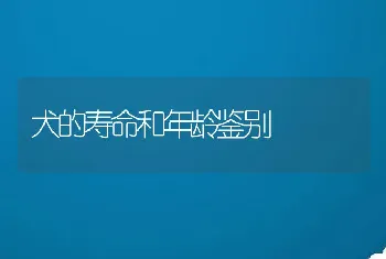 犬的寿命和年龄鉴别