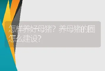 怎样养好母猪？养母猪的圈怎么建设？