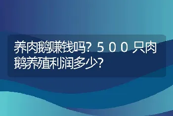 养肉鹅赚钱吗？500只肉鹅养殖利润多少？