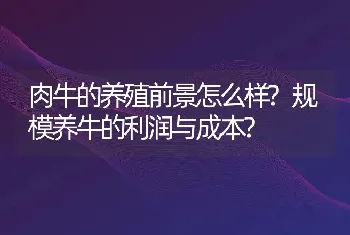 肉牛的养殖前景怎么样?规模养牛的利润与成本?