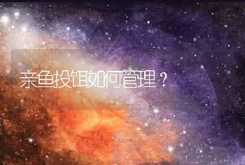 亲鱼投饵如何管理？