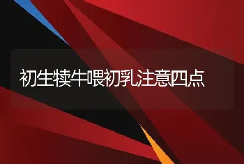 初生犊牛喂初乳注意四点