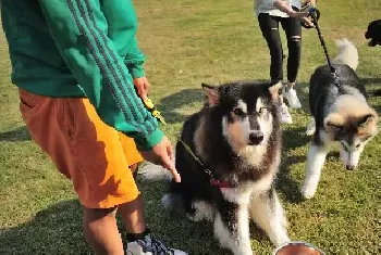 如何训练狗狗拒绝陌生人投食