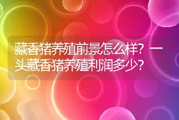 藏香猪养殖前景怎么样？一头藏香猪养殖利润多少？