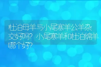 杜泊母羊与小尾寒羊公羊杂交好吗？小尾寒羊和杜泊绵羊哪个好？