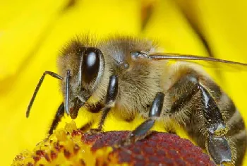 蜜蜂的群体生物学特性