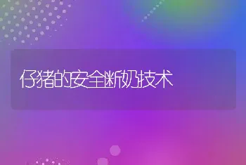 仔猪的安全断奶技术