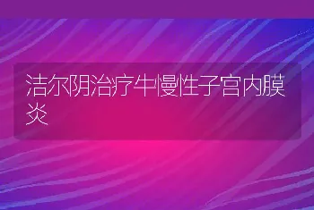 洁尔阴治疗牛慢性子宫内膜炎