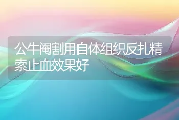 公牛阉割用自体组织反扎精索止血效果好