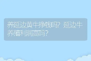 养延边黄牛挣钱吗?延边牛养殖利润高吗？