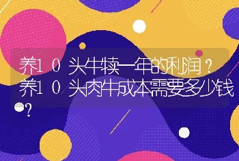 养10头牛犊一年的利润？养10头肉牛成本需要多少钱？