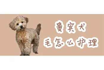 贵宾犬毛怎么护理