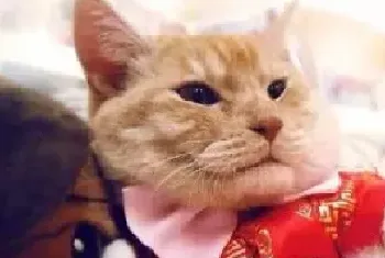 猫咪吃东西后呕吐是怎么回事? 猫咪呕吐怎么办?