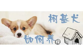 柯基犬如何养